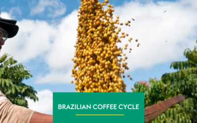 The Brazilian Coffee Cycle: From Flowering to Harvesting