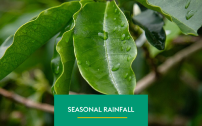 The Importance of Rainfall at Current Season in Brazil