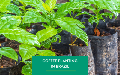 Coffee Planting Challenges in Brazil