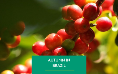 The Beginning of Autumn and its Challenges for Brazilian Coffee Growing