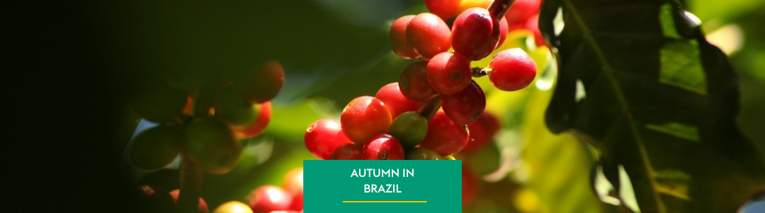The Beginning of Autumn and its Challenges for Brazilian Coffee Growing
