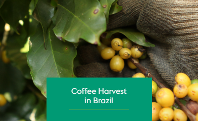 Coffee Harvesting in Brazil: 3 Methods and their Challenges