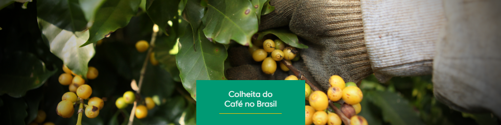 Colheita de Café no Brasil: 3 Métodos e seus Desafios